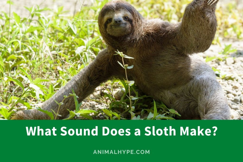 What Sound Does a Sloth Make? Animal Hype