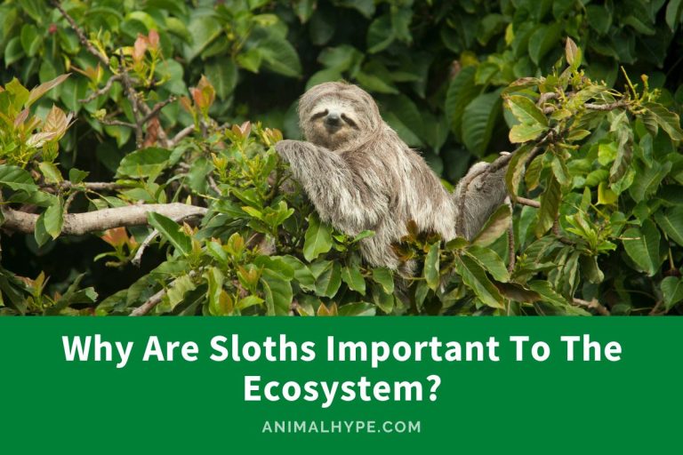 Why Are Sloths Important To The Ecosystem? - Animal Hype