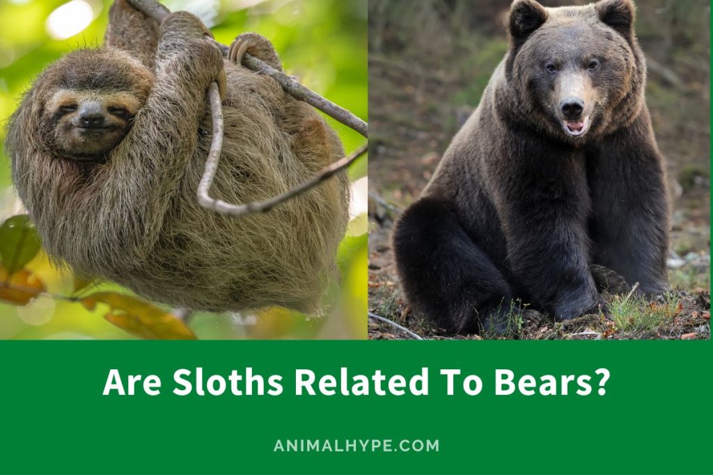 Are Sloths Related To Bears? The DNA Connection! - Animal Hype