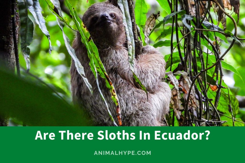 Are There Sloths In Ecuador? Rainforest Rendezvous! - Animal Hype