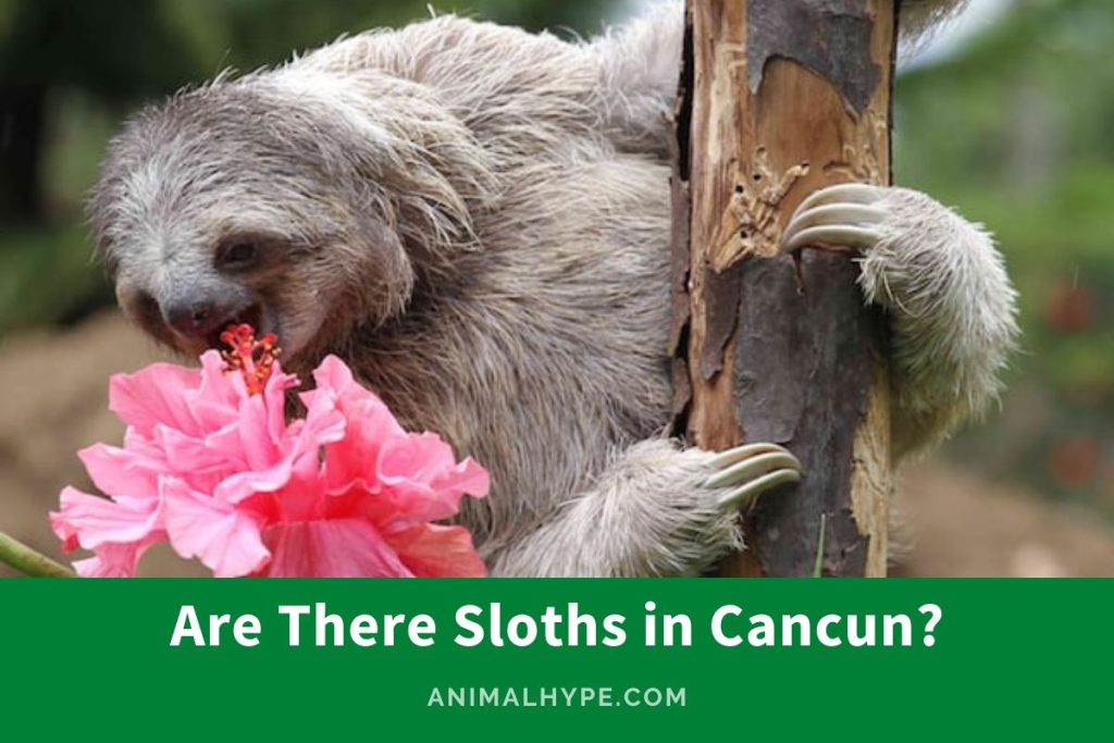 Are There Sloths in Cancun? The Cancun Question Animal Hype