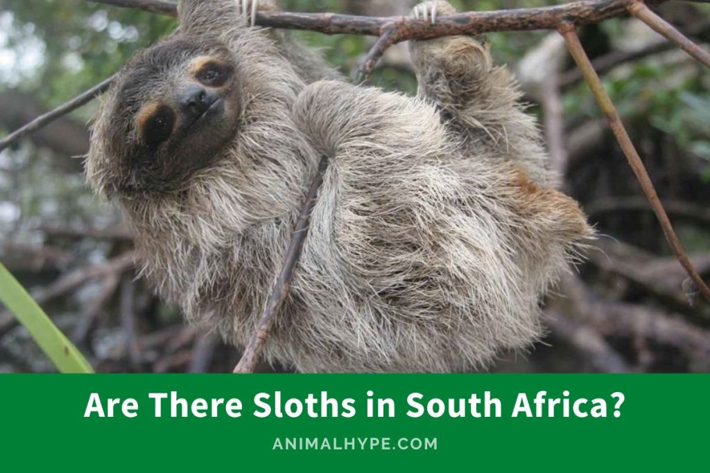 Are There Sloths in South Africa? A Wildlife Mystery! - Animal Hype