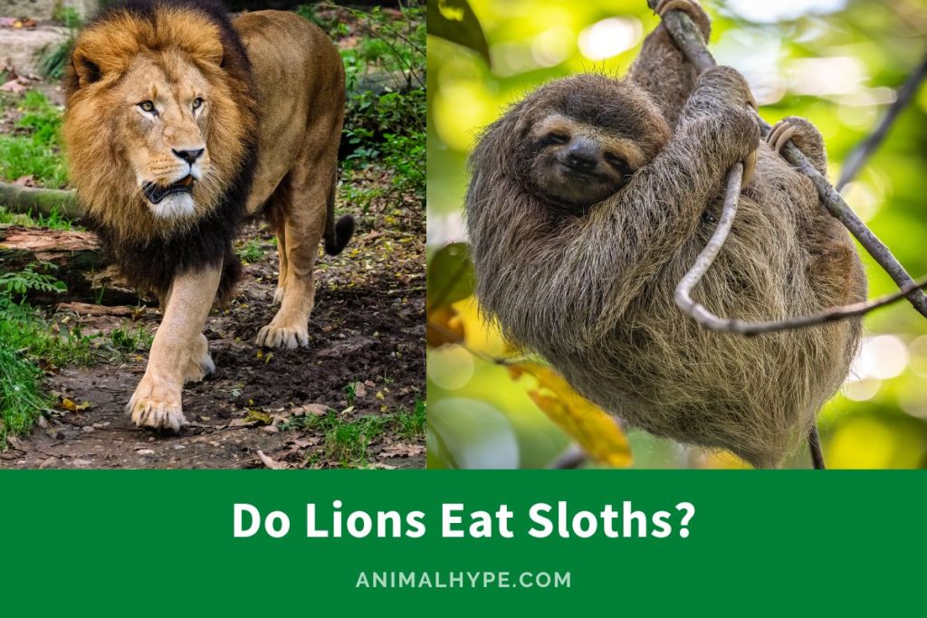 Do Lions Eat Sloths? A Curious Query - Animal Hype