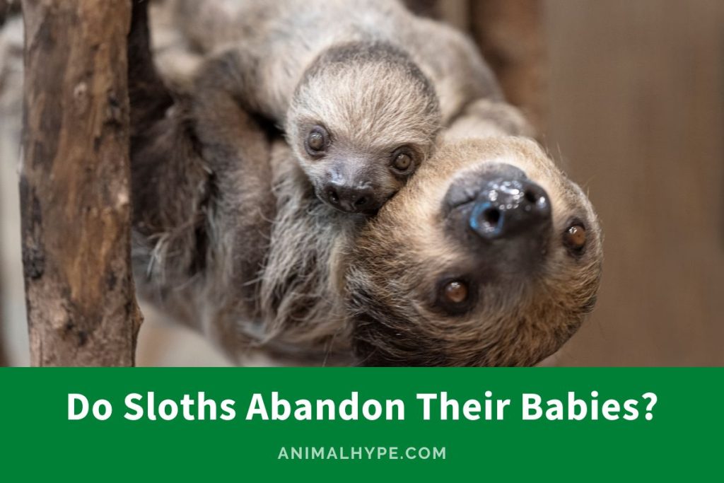 Do Sloths Abandon Their Babies? Truths Uncovered Animal Hype