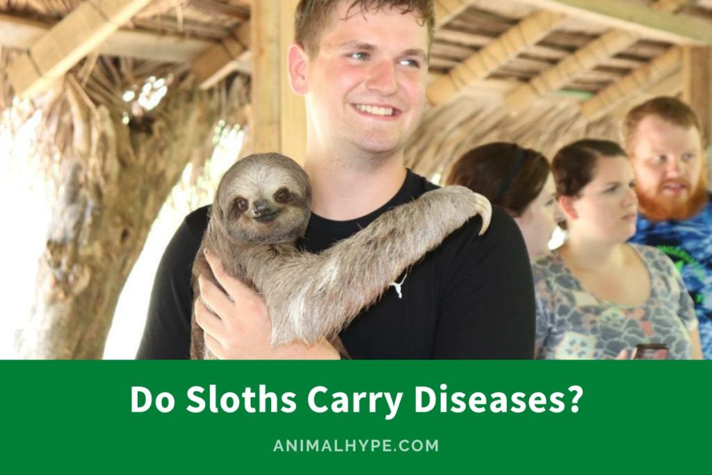 Do Sloths Carry Diseases? (The Disease Connection) - Animal Hype
