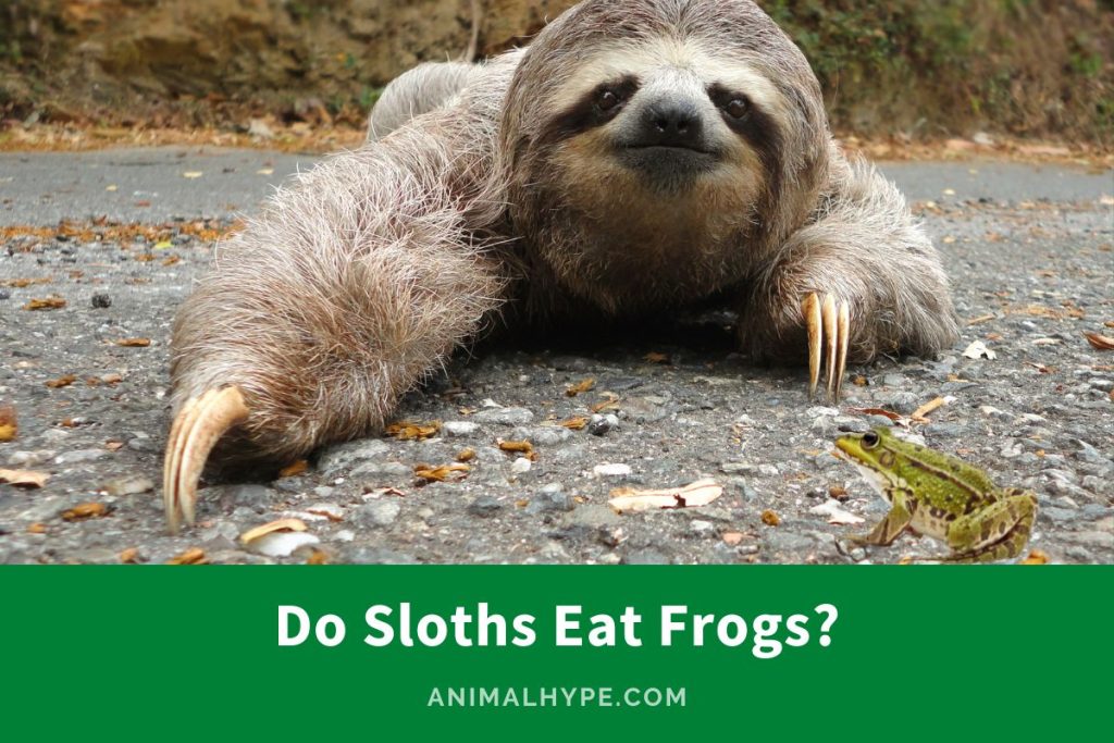 Do Sloths Eat Frogs? Feast or Fiction? - Animal Hype