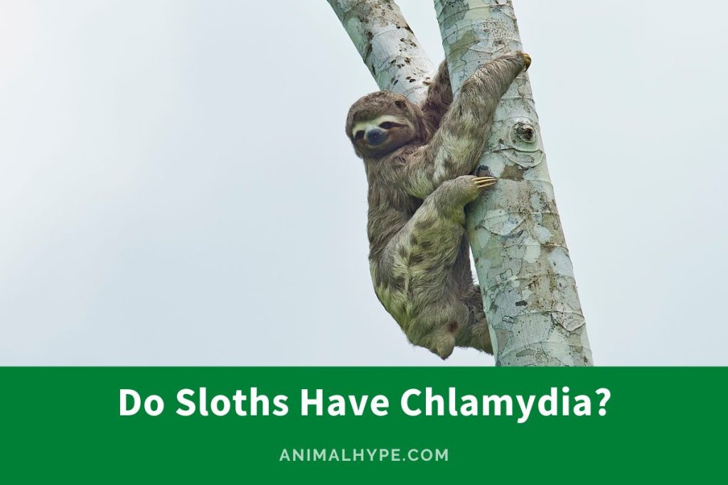 Do Sloths Have Chlamydia? (Facts or Fiction?) - Animal Hype