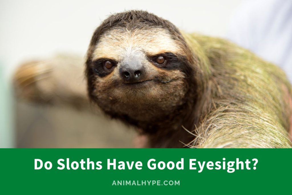 Do Sloths Have Good Eyesight? The Gaze of the Slow! - Animal Hype