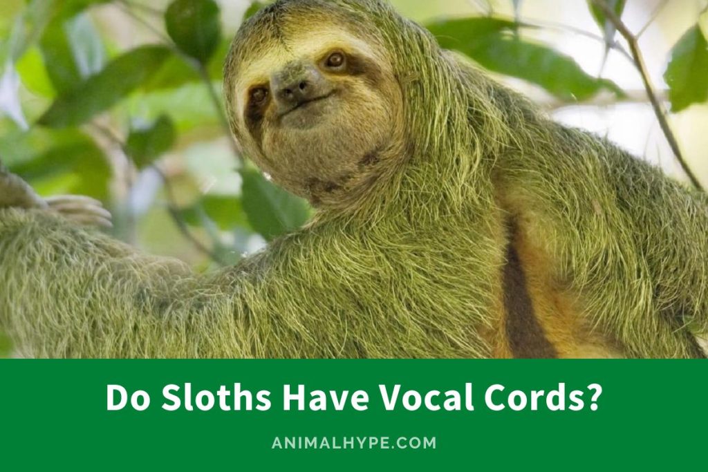 Do Sloths Have Vocal Cords? Decoding Decibels! - Animal Hype