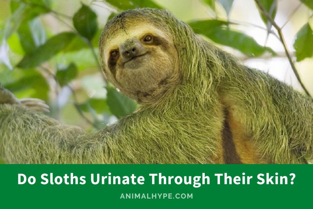 Do Sloths Urinate Through Their Skin? Animal Hype