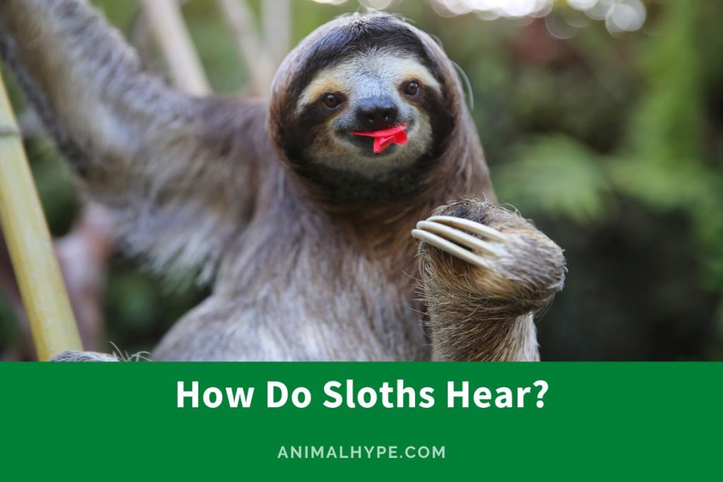How Do Sloths Hear? Tuning into the Rainforest Radio! - Animal Hype