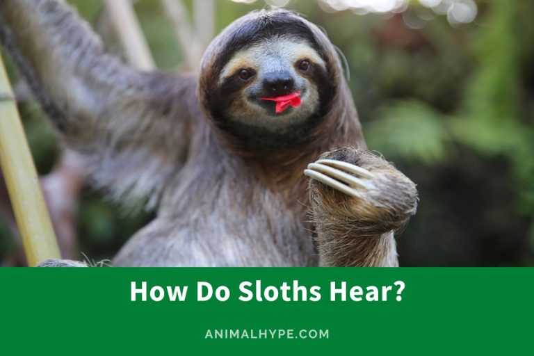 How Do Sloths Hear? Tuning into the Rainforest Radio! Animal Hype