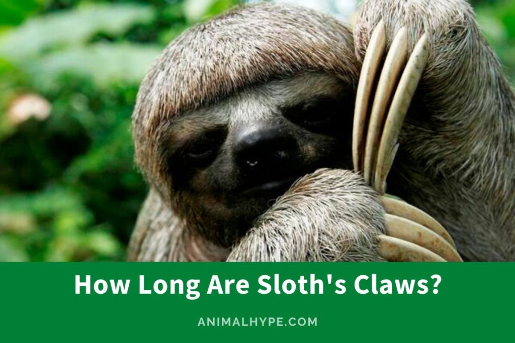 How Long Are Sloth's Claws? Up-Close With Claws! - Animal Hype