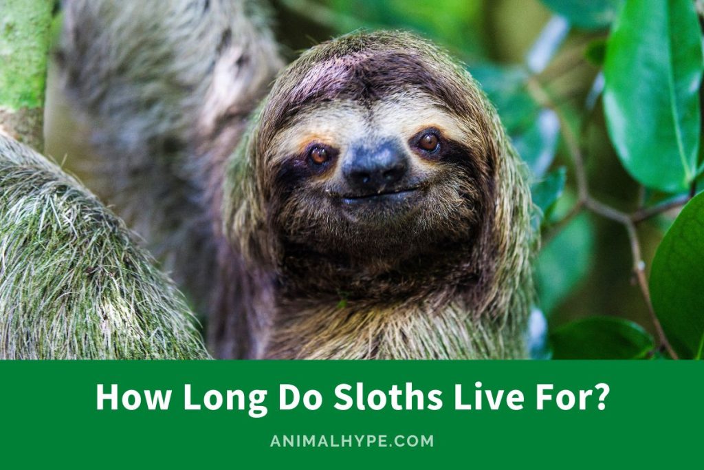 How Long Do Sloths Live For? (Living Slow, Living Long) - Animal Hype