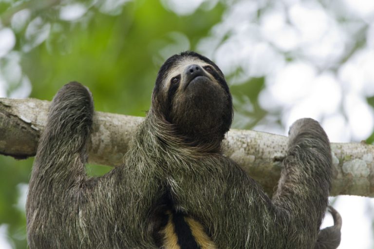 Can Sloths Turn Their Heads 360 Degrees? Head-Turning Truths! - Animal Hype