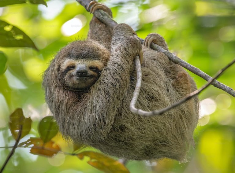 How Many Three-Toed Sloths are Left in the World? - Animal Hype
