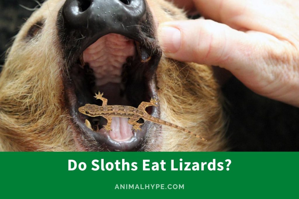 Do Sloths Eat Lizards? A Surprising Menu Insight! Animal Hype