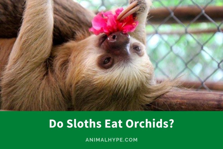 Do Sloths Eat Orchids? Floral Meals Animal Hype