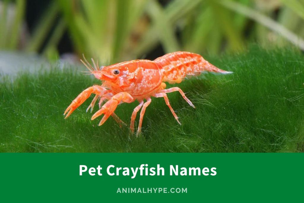 190 Splashy Pet Crayfish Names for Your Aquatic Buddy Animal Hype